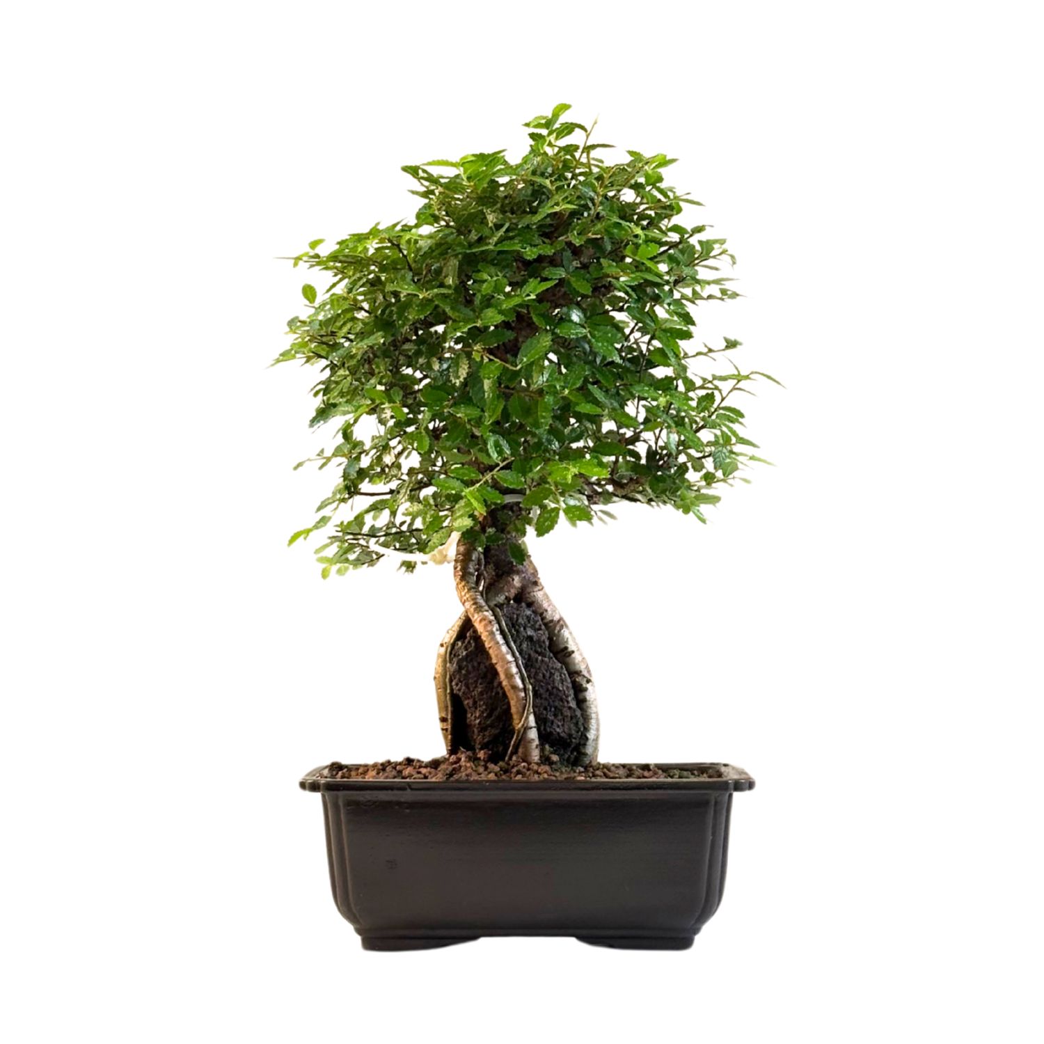 Japoniška Guoba  ant uolos   (Cork bark Ulmus Parvifolija over the rock) 🇯🇵 P20 GO14