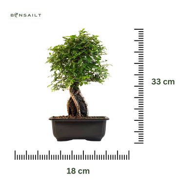 Japoniška Guoba  ant uolos   (Cork bark Ulmus Parvifolija over the rock) 🇯🇵 P20 GO14