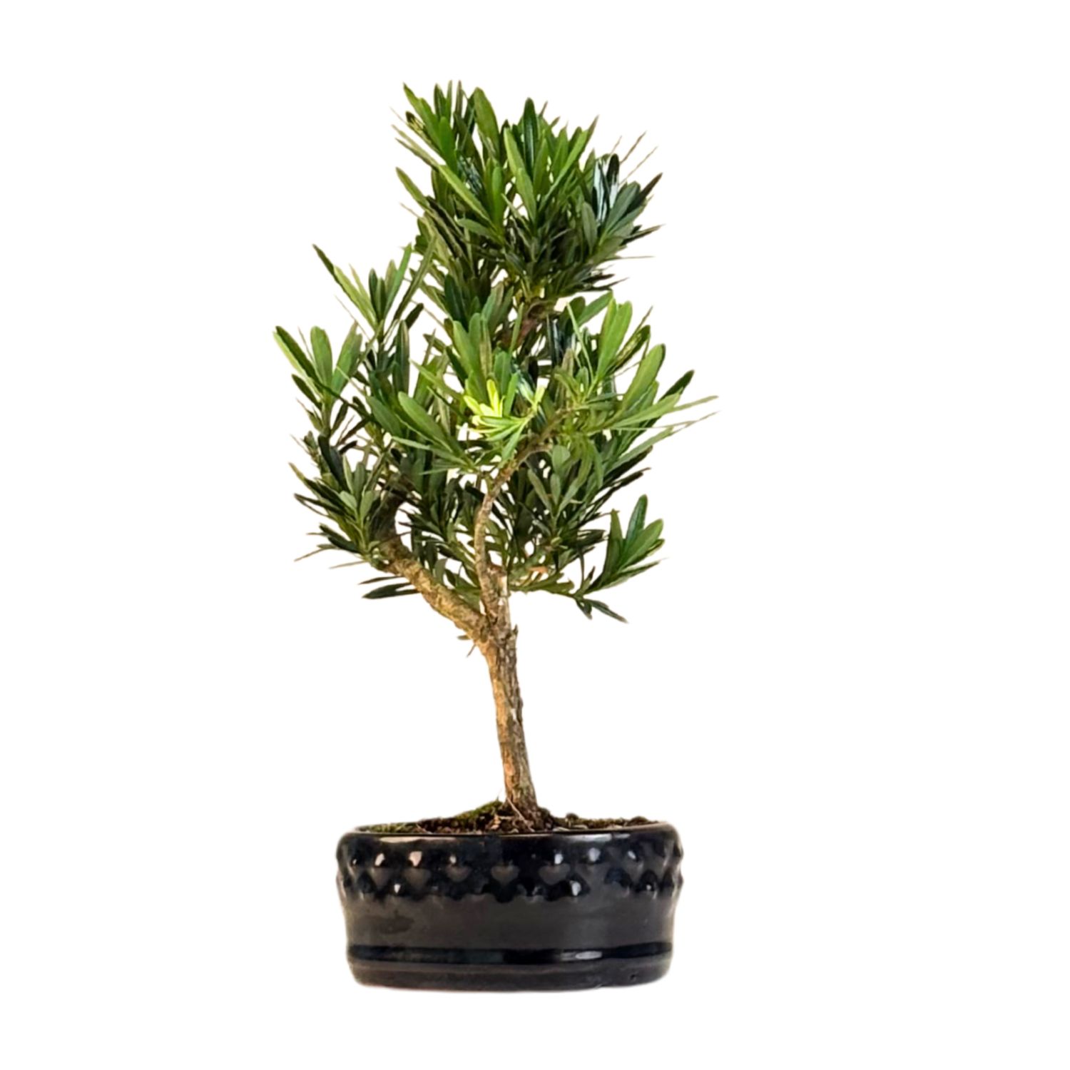 Podocarpus Bonsai P12