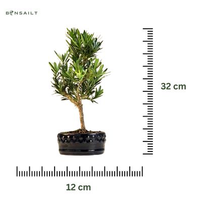 Podocarpus Bonsai P12