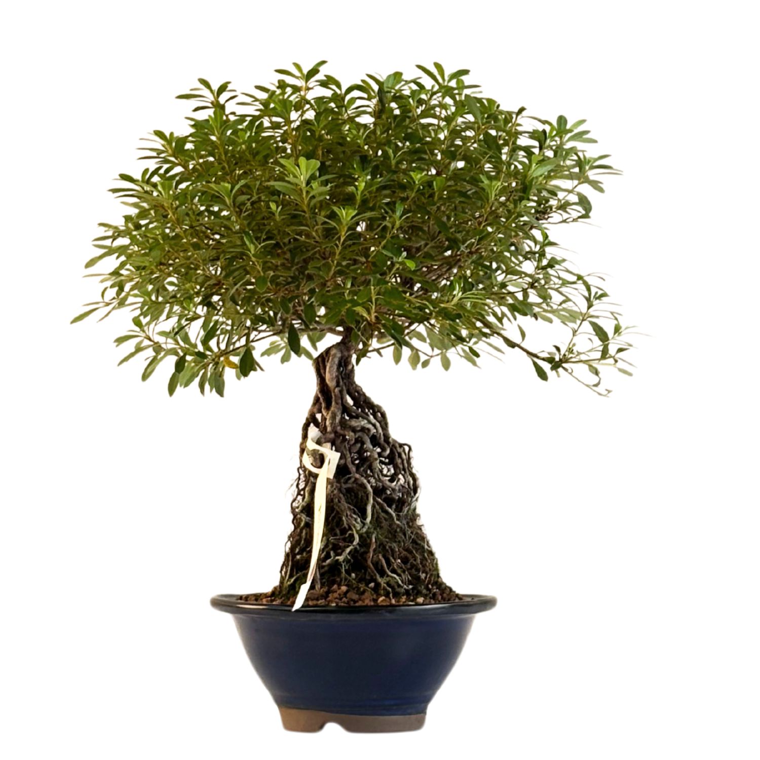 Neagari (Atidengtomis šaknimis)  Satsuki Azalija ,,Yuamakari&quot; P18 AZ07