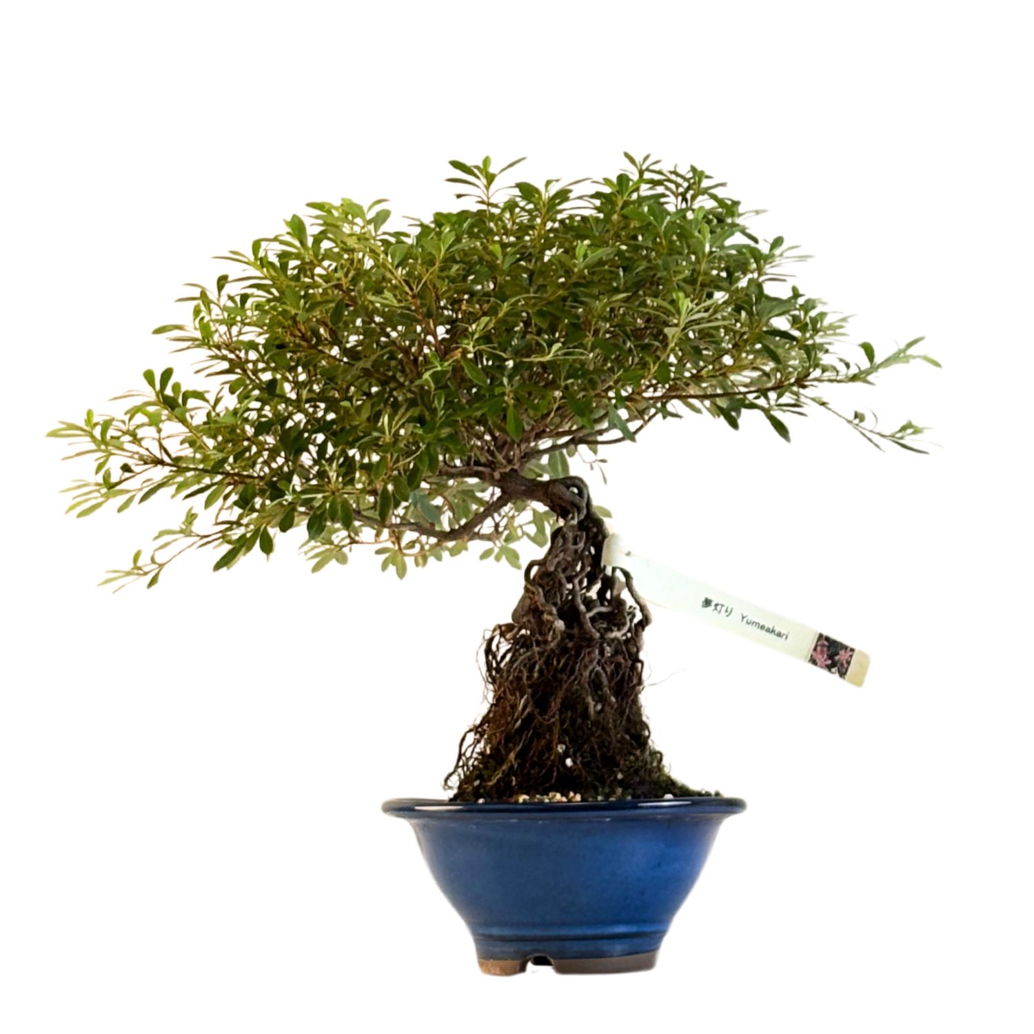 Neagari (Atidengtomis šaknimis)  Satsuki Azalija ,,Yumeakari&quot; P18 AZ09