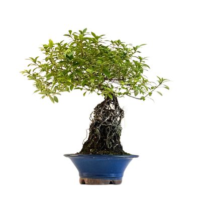 Neagari (Atidengtomis šaknimis)  Satsuki Azalija ,,Kokuko-no-Tsuki&quot; P18 AZ10