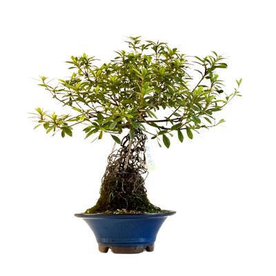 Neagari (Atidengtomis šaknimis)  Satsuki Azalija ,,Miyakobotan&quot; P18 AZ11