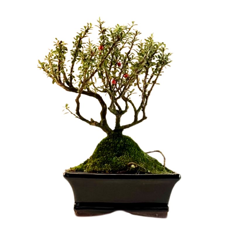 Kaulenis (Cotoneaster) bonsai P15