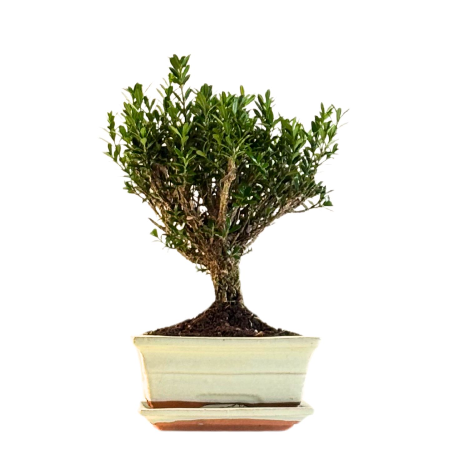 Buxus P15 tiesus bonsai medis