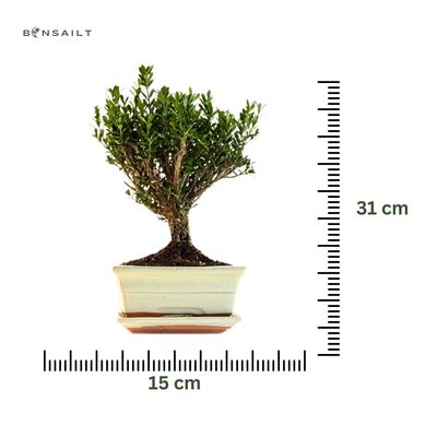 Buxus P15 tiesus bonsai medis