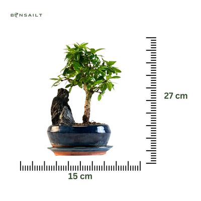 Carmona Bonsai S formos Arbatmedis su uola P15
