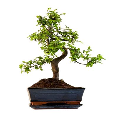 Chinese elm bonsai - Kiniška guoba P25