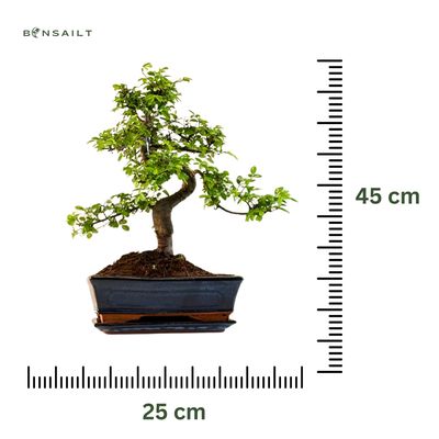 Chinese elm bonsai - Kiniška guoba P25