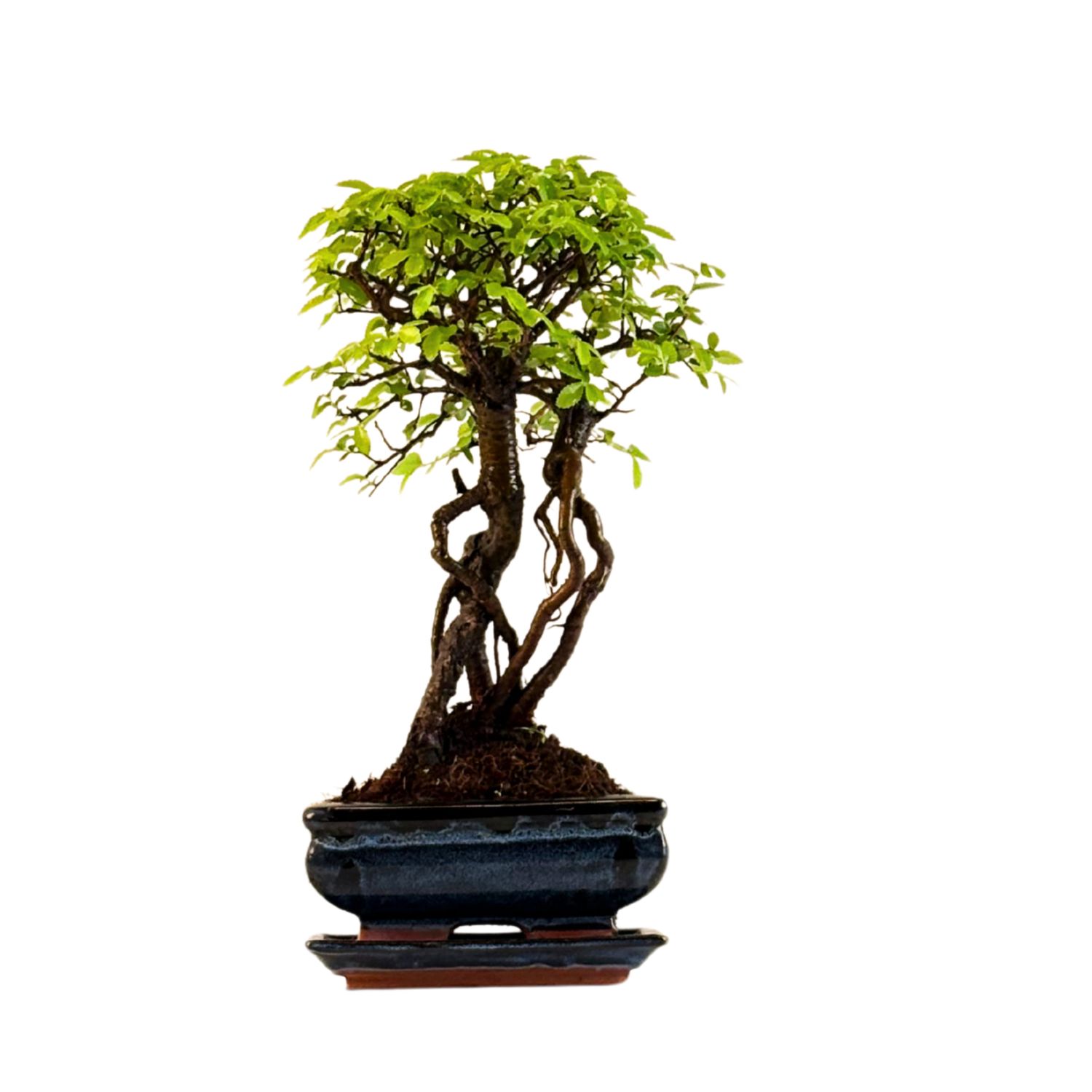 Chinese elm Bonsai - Kiniška guoba  P15 ZL10