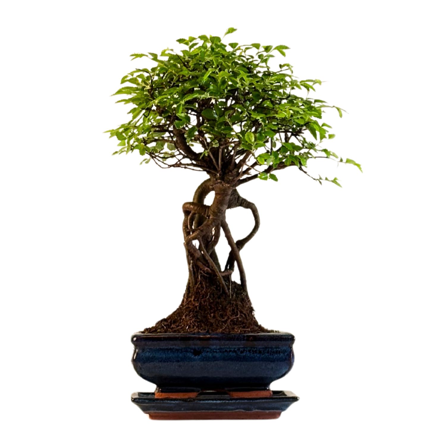 Chinese elm Bonsai - Kiniška guoba  P15 ZL07