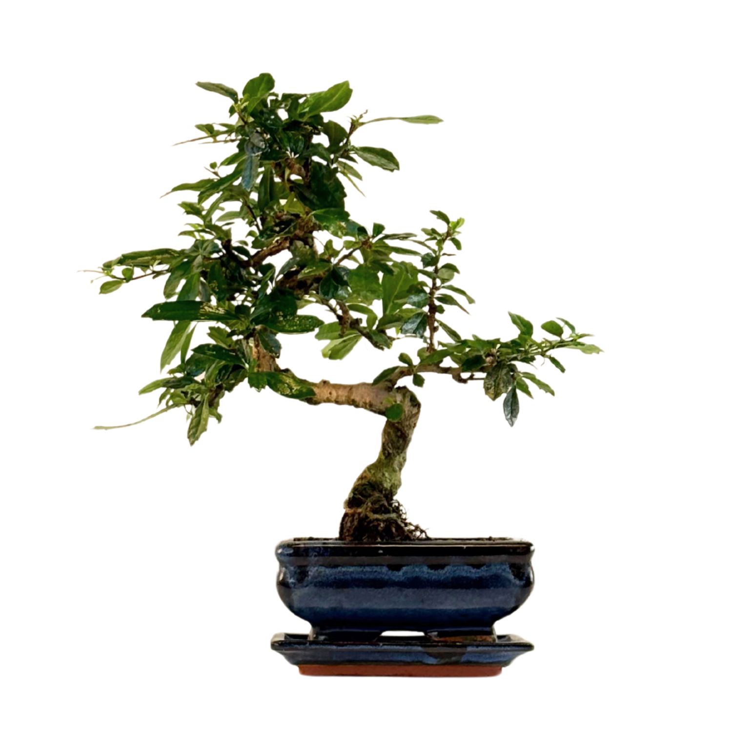 Carmona Bonsai S formos Arbatmedis P15