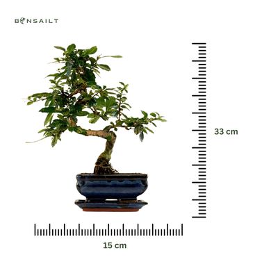 Carmona Bonsai S formos Arbatmedis P15