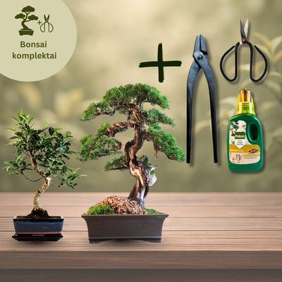 Bonsai komplektai