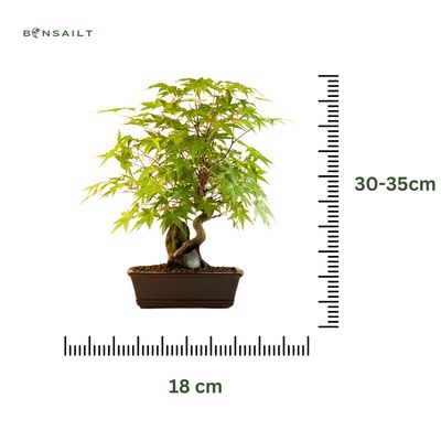 Bonsai Klevas ant uolos (Acer palmatum) P18
