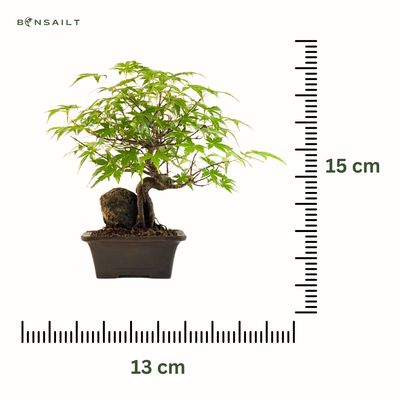 Bonsai Klevas ant uolos (Acer palmatum) P13