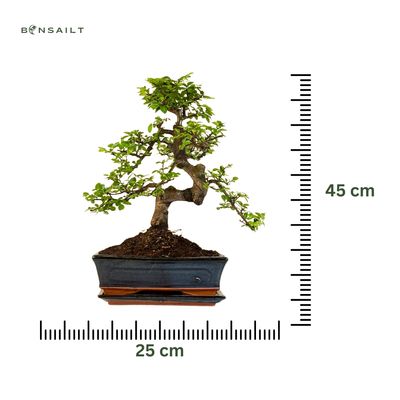 Chinese elm bonsai - Kiniška guoba P25