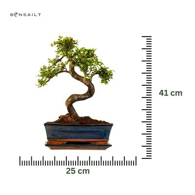 Chinese elm bonsai - Kiniška guoba P25