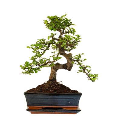 Chinese elm bonsai - Kiniška guoba P25