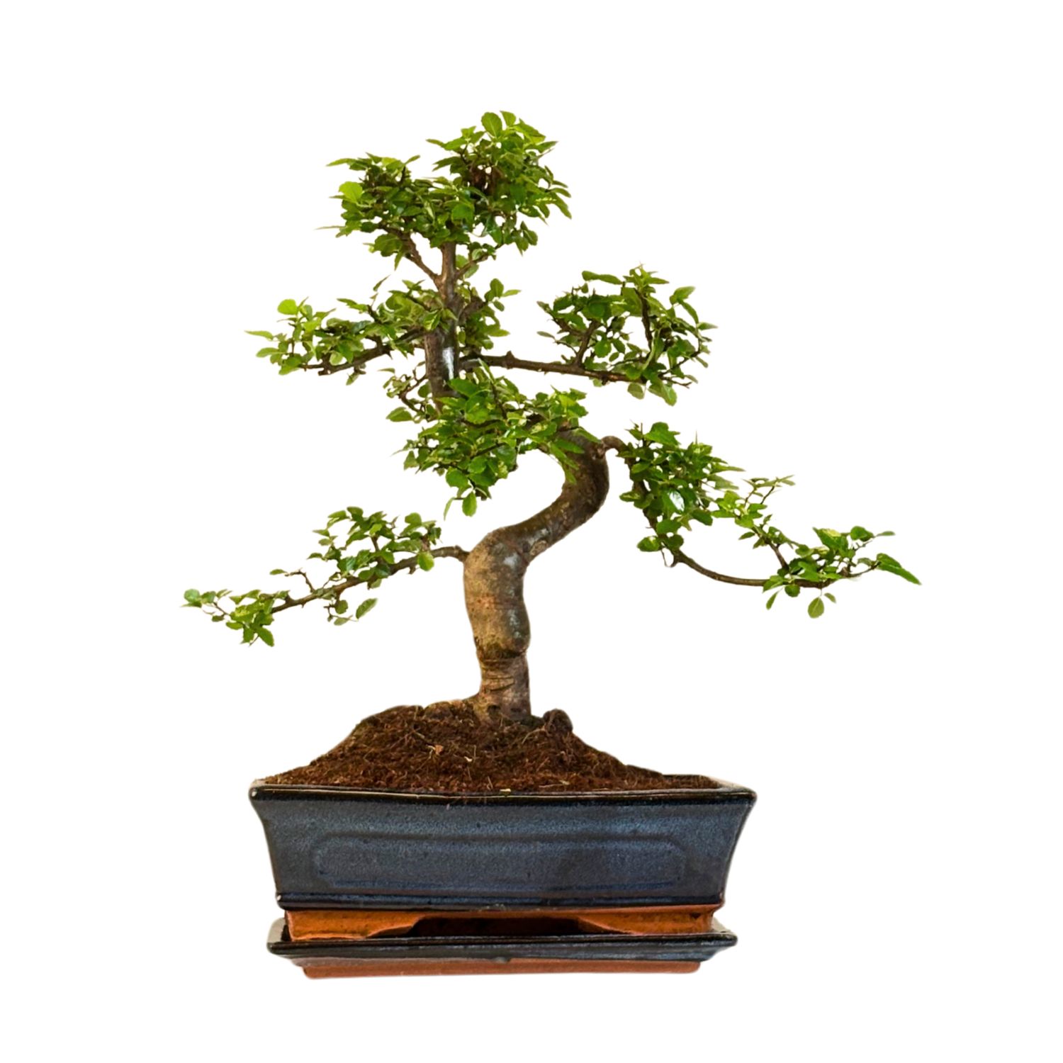 Chinese elm bonsai - Kiniška guoba P25