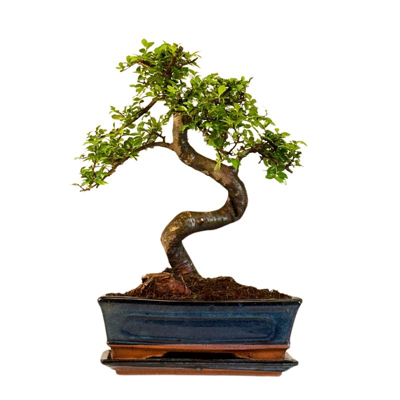 Chinese elm bonsai - Kiniška guoba P25 Chinese elm bonsai - Kiniška guoba P25