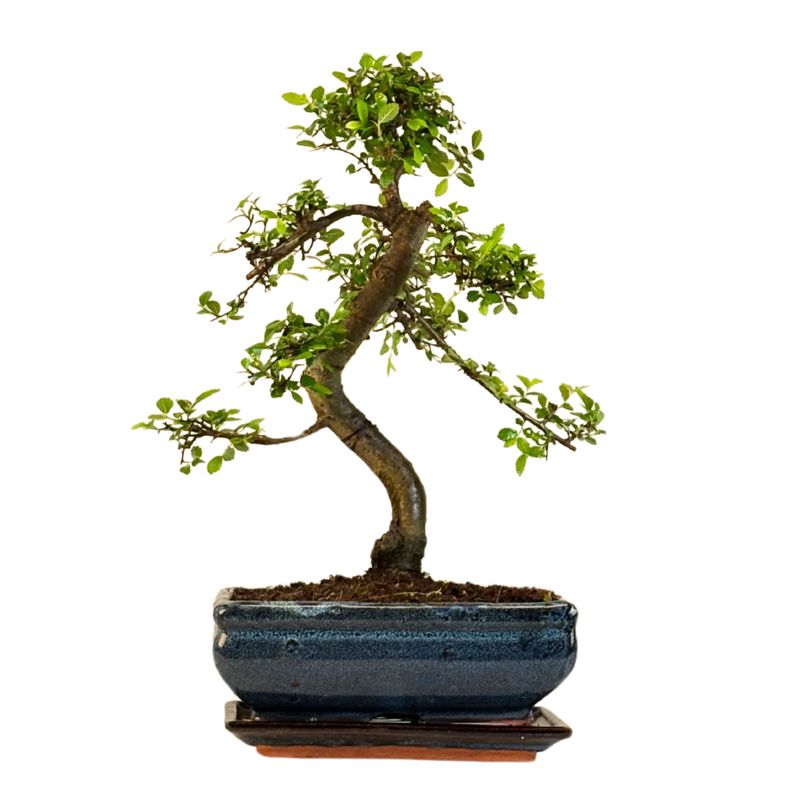 Chinese Elm - Kiniška guoba Bonsai S formos P20