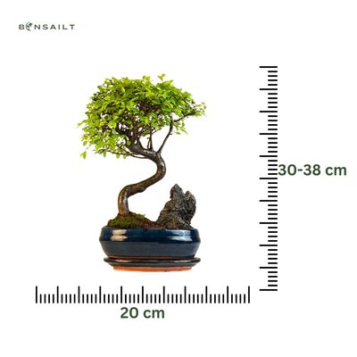 Chinese elm Bonsai - Kiniška guoba  P20 dekoratyvinis medelis Su Uola