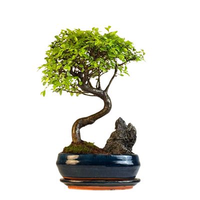 Chinese elm Bonsai - Kiniška guoba  P20 dekoratyvinis medelis Su Uola