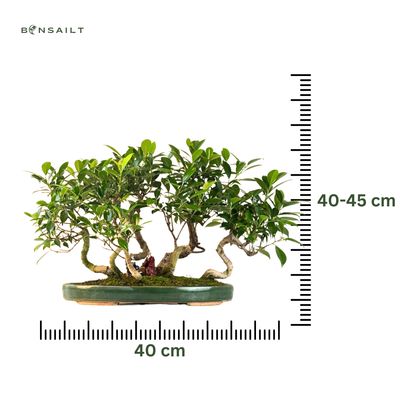 Ficus Bonsai S formos P40  7x miškas