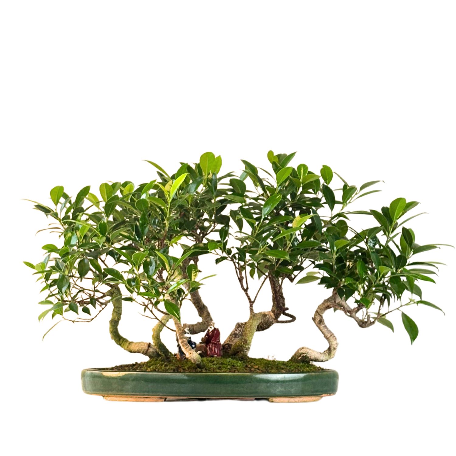 Ficus Bonsai S formos P40  7x miškas