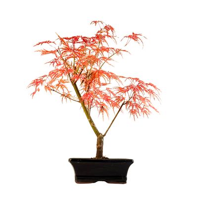 Acer Dissectum Bonsai klevukas P20