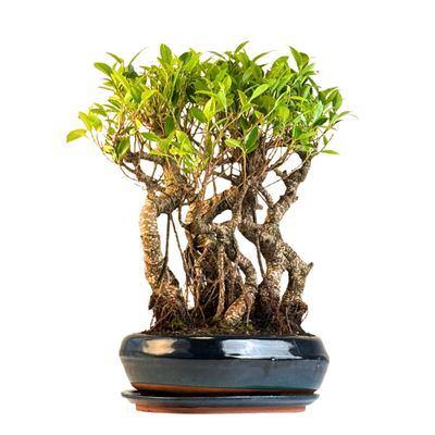 Ficus Bonsai S formos P26 miškas