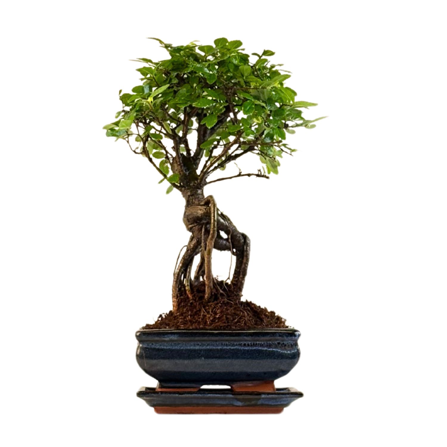 Chinese elm Bonsai - Kiniška guoba  P15 ZL03