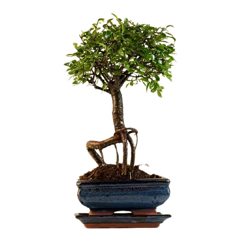 Chinese elm Bonsai - Kiniška guoba  P15
