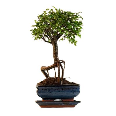 Chinese elm Bonsai - Kiniška guoba  P15 ZL12