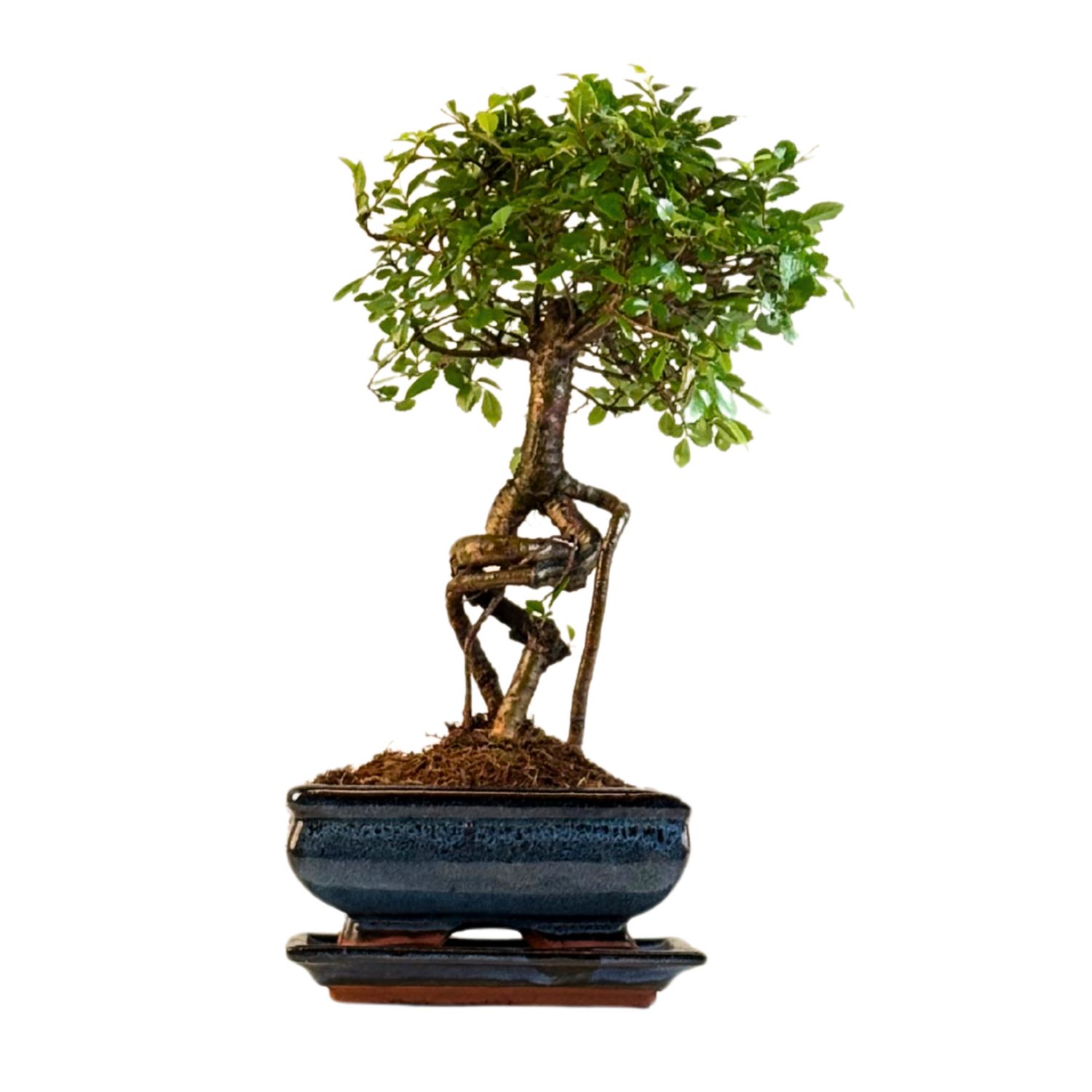 Chinese elm Bonsai - Kiniška guoba  P15