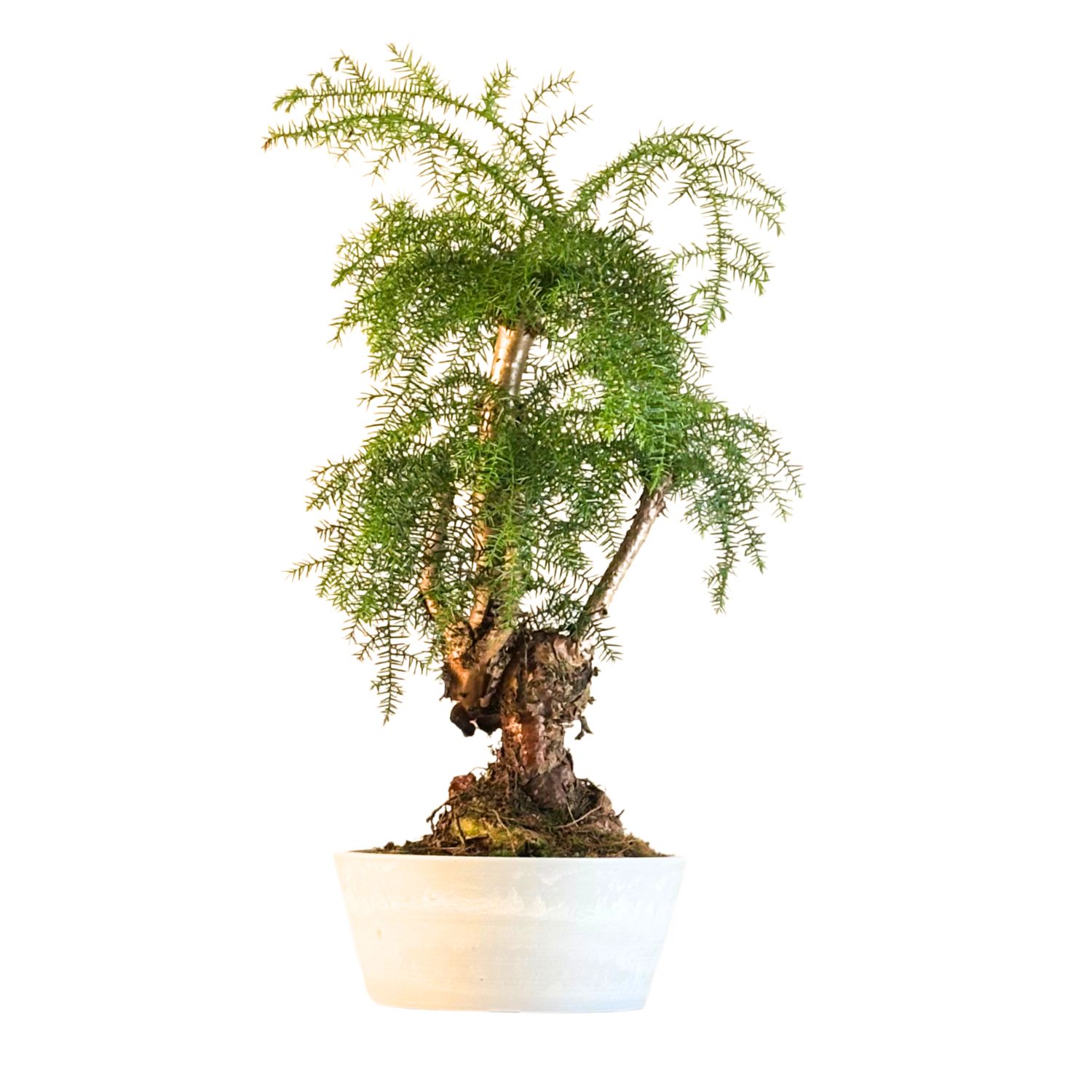 Araucaria Cunninghamii P25