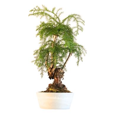 Araucaria Cunninghamii P25