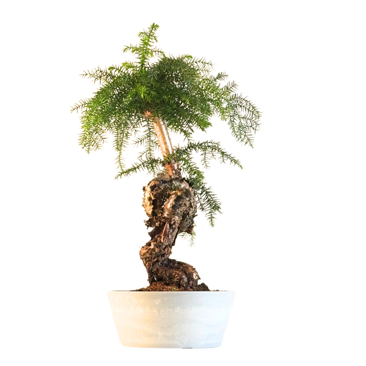 Araucaria Cunninghamii P25