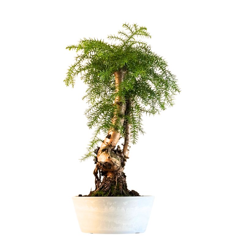 Araucaria Cunninghamii P25 ARC3
