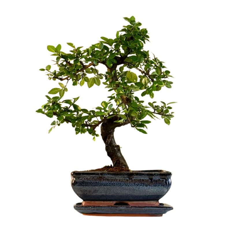Chinese Elm - Kiniška guoba Bonsai S formos P20