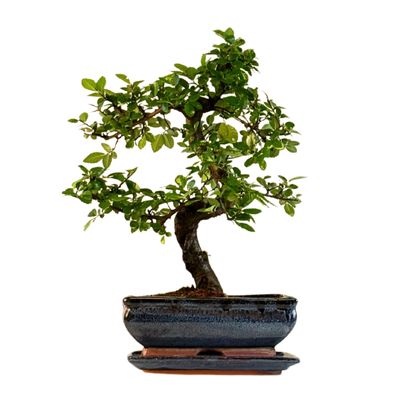 Chinese Elm - Kiniška guoba Bonsai S formos P20 Z001