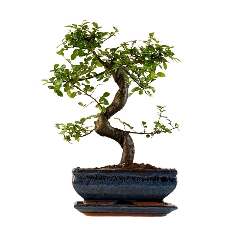 Chinese Elm - Kiniška guoba Bonsai S formos P20
