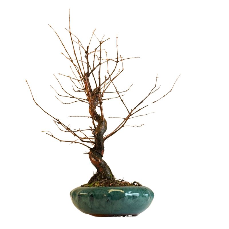 Metasequoia bonsai  P20