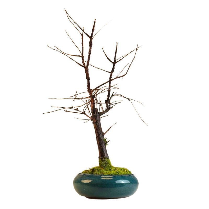 Metasequoia bonsai  P20