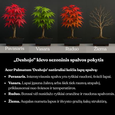 Japoniškas Acer Deshojo Bonsas P12 (Japoniškas klevukas) neskiepytas