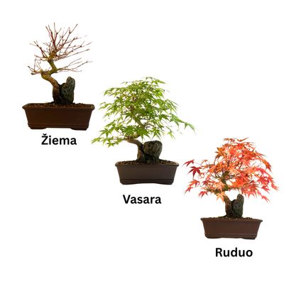 Bonsai Klevas ant uolos (Acer palmatum) P17