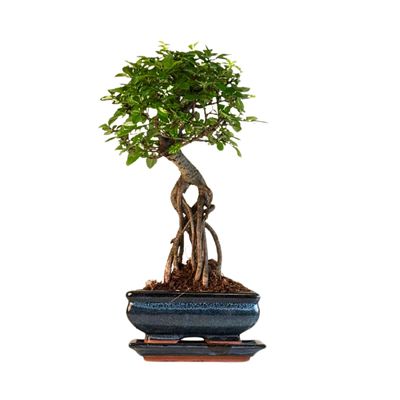 Chinese elm Bonsai - Kiniška guoba  P15 ZL02