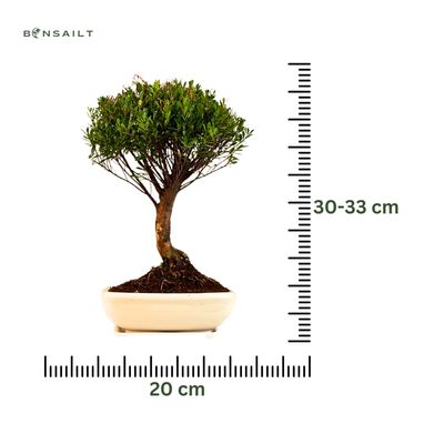 Syzygium Bonsai P20 tiesus